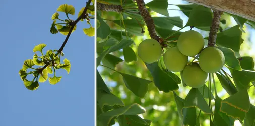 <em>Ginkgo biloba</em> - crédits : Hervé Sauquet