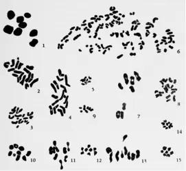 Caryotypes de plusieurs espèces de trèfle (genre <em>Trifolium</em>) - crédits : Britten EJ (1963), Cytologia 28, 4: 428-449 © The Japan Mendel Society, International Society of Cytology 