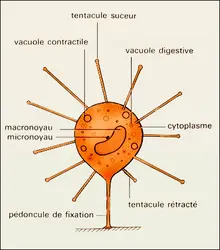 Cilié tentaculifère - crédits : Encyclopædia Universalis France