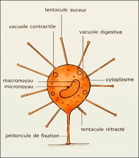 Cilié tentaculifère