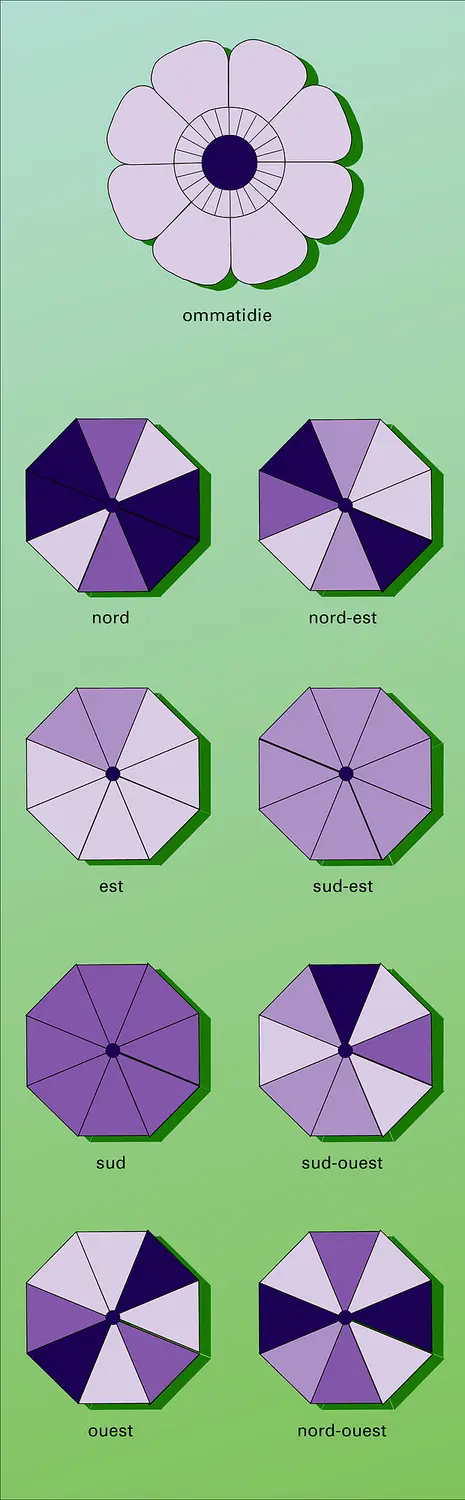 Ommatidie et ses huit rhabdomères