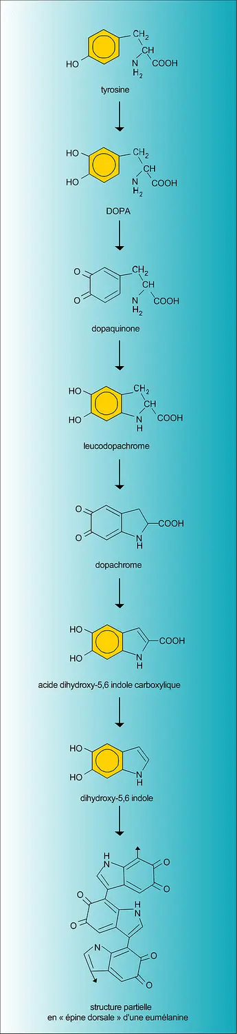 Eumélanines : biosynthèse