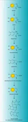 Eumélanines : biosynthèse - crédits : Encyclopædia Universalis France