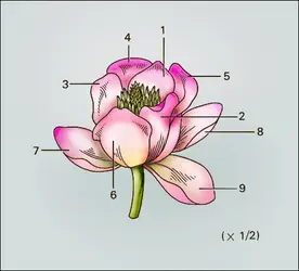 Tulipier : fleur - crédits : Encyclopædia Universalis France