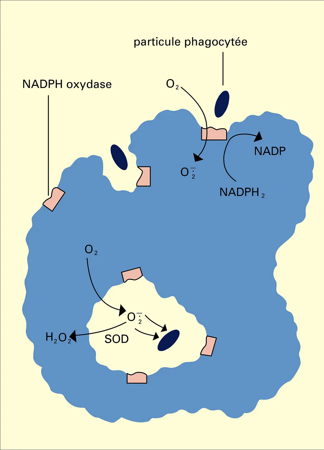 NADPH oxydase phagosomale