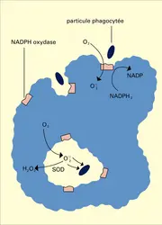 NADPH oxydase phagosomale - crédits : Encyclopædia Universalis France