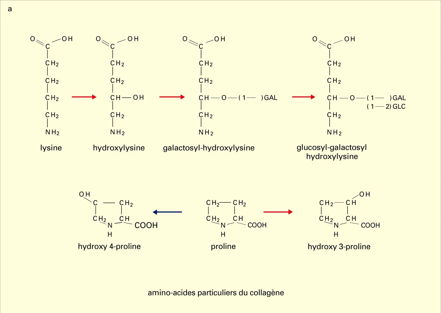 Amino-acides particuliers et formes glycosylées - vue 1