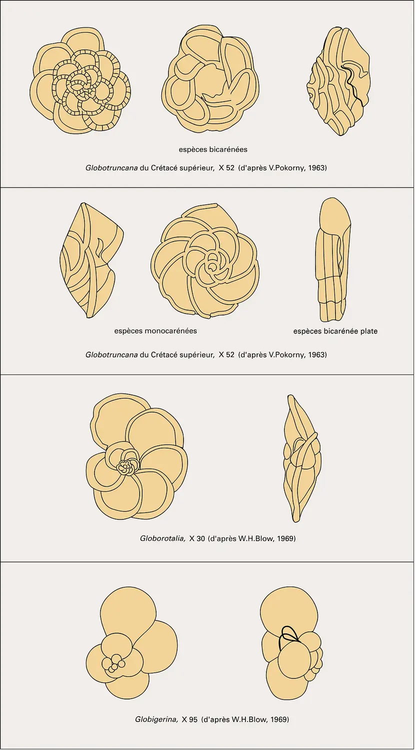 Foraminifères planctoniques