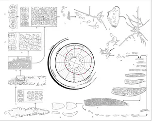 Aquaculture : étapes du cycle de développement de "Porphyra tenera" - crédits : Encyclopædia Universalis France