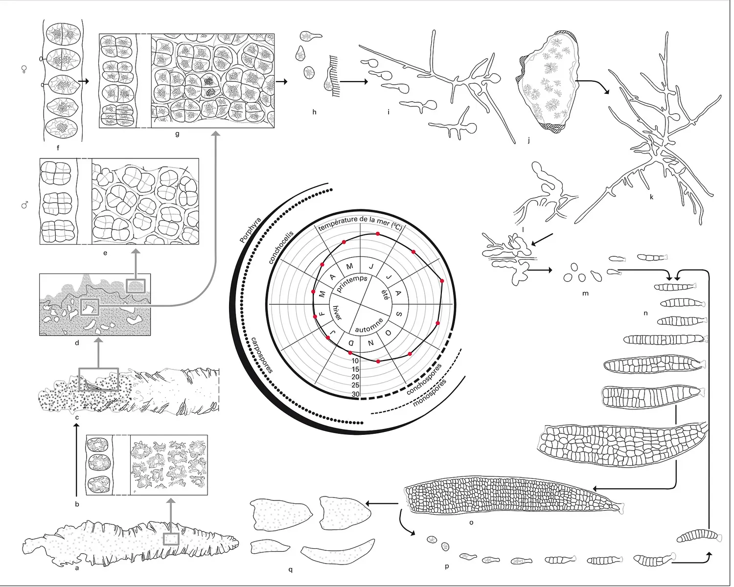 Aquaculture : étapes du cycle de développement de "Porphyra tenera"