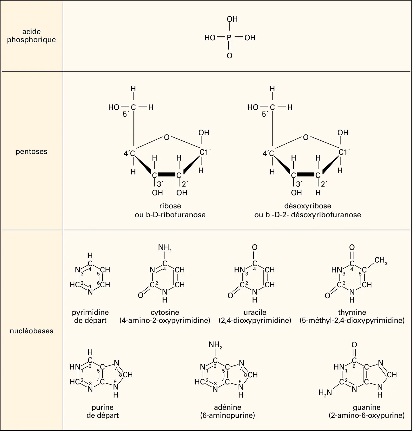 Molécules constitutives des nucléotides