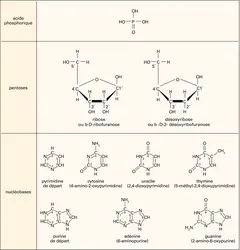 Molécules constitutives des nucléotides - crédits : Encyclopædia Universalis France