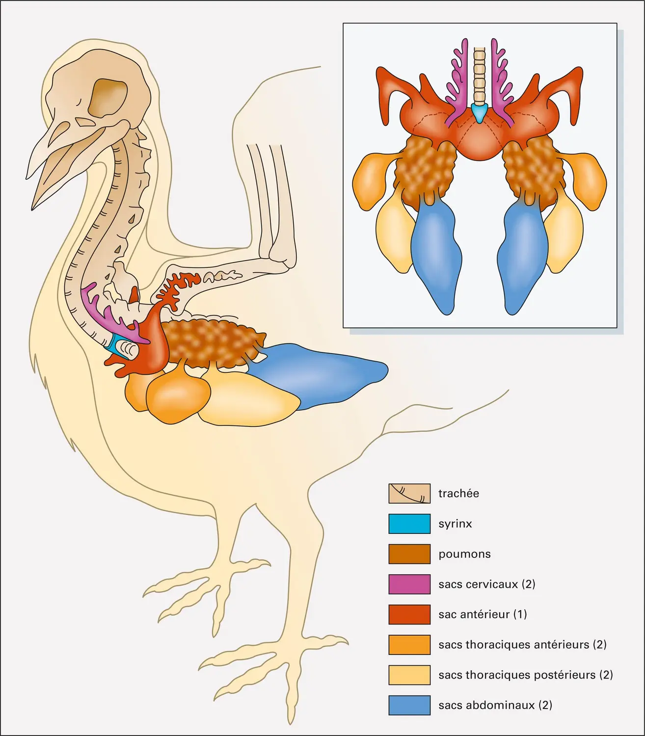 Appareil respiratoire des oiseaux