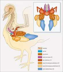 Appareil respiratoire des oiseaux - crédits : Encyclopædia Universalis France