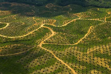 Palmiers à huile en Malaisie
 - crédits : J. C. Muñoz/ Age Fotostock