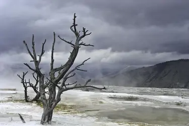 Mammoth Hot Springs, parc national de Yellowstone, Wyoming, États-Unis - crédits : M.Lane/ Shutterstock