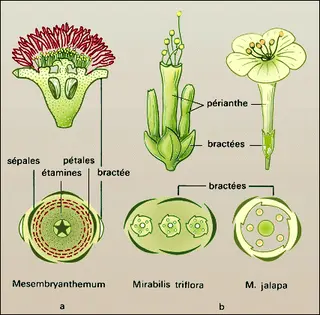 Pétalisation