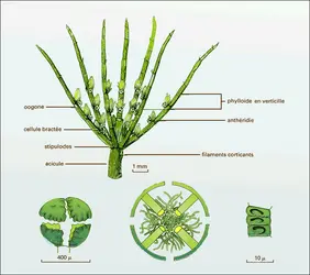 Tige de Chara - crédits : Encyclopædia Universalis France