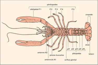 Crustacés : la langoustine - crédits : Encyclopædia Universalis France