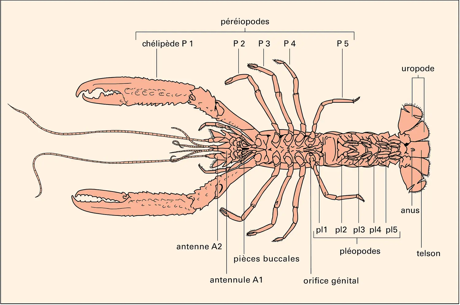 Crustacés : la langoustine