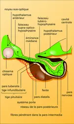 Système hypothalamo-hypophysaire du chat - crédits : Encyclopædia Universalis France