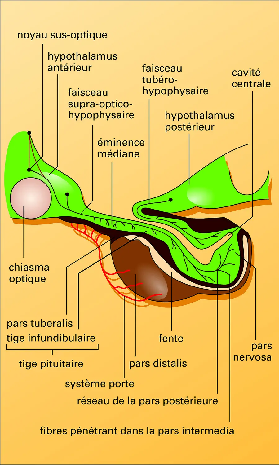 Système hypothalamo-hypophysaire du chat