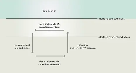 Cycle géochimique en milieu marin - crédits : Encyclopædia Universalis France