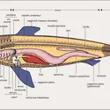 Sélacien : organisation générale - crédits : Encyclopædia Universalis France