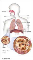Le système respiratoire humain - crédits : Encyclopædia Britannica, Inc.