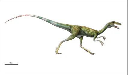 Compsognathus - crédits : Encyclopædia Universalis France