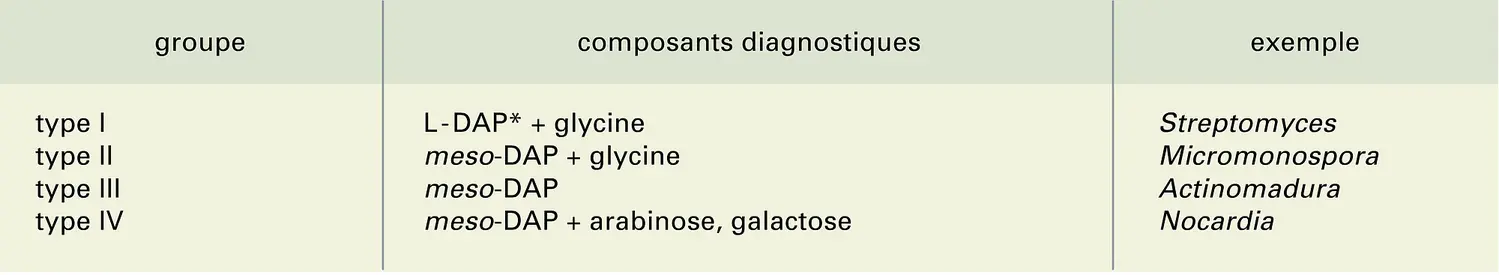 Actinomycètes anaérobies contenant DAP