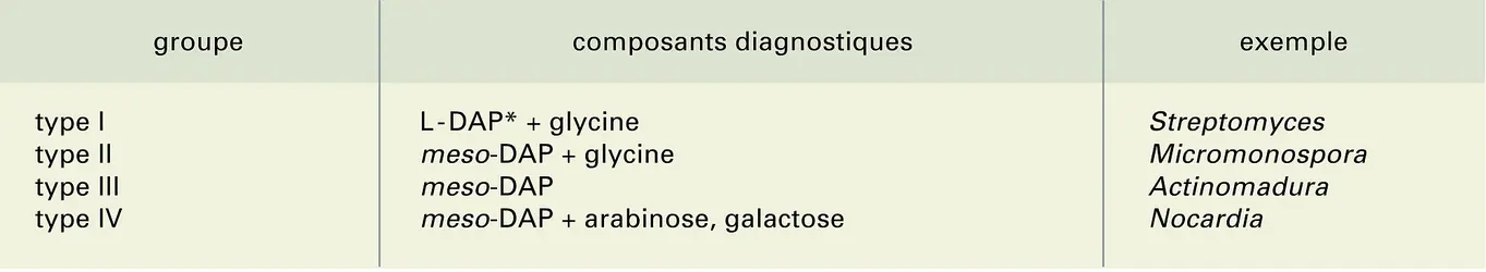 Actinomycètes anaérobies contenant DAP - crédits : Encyclopædia Universalis France