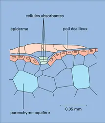 Tillandsia sp. - crédits : Encyclopædia Universalis France