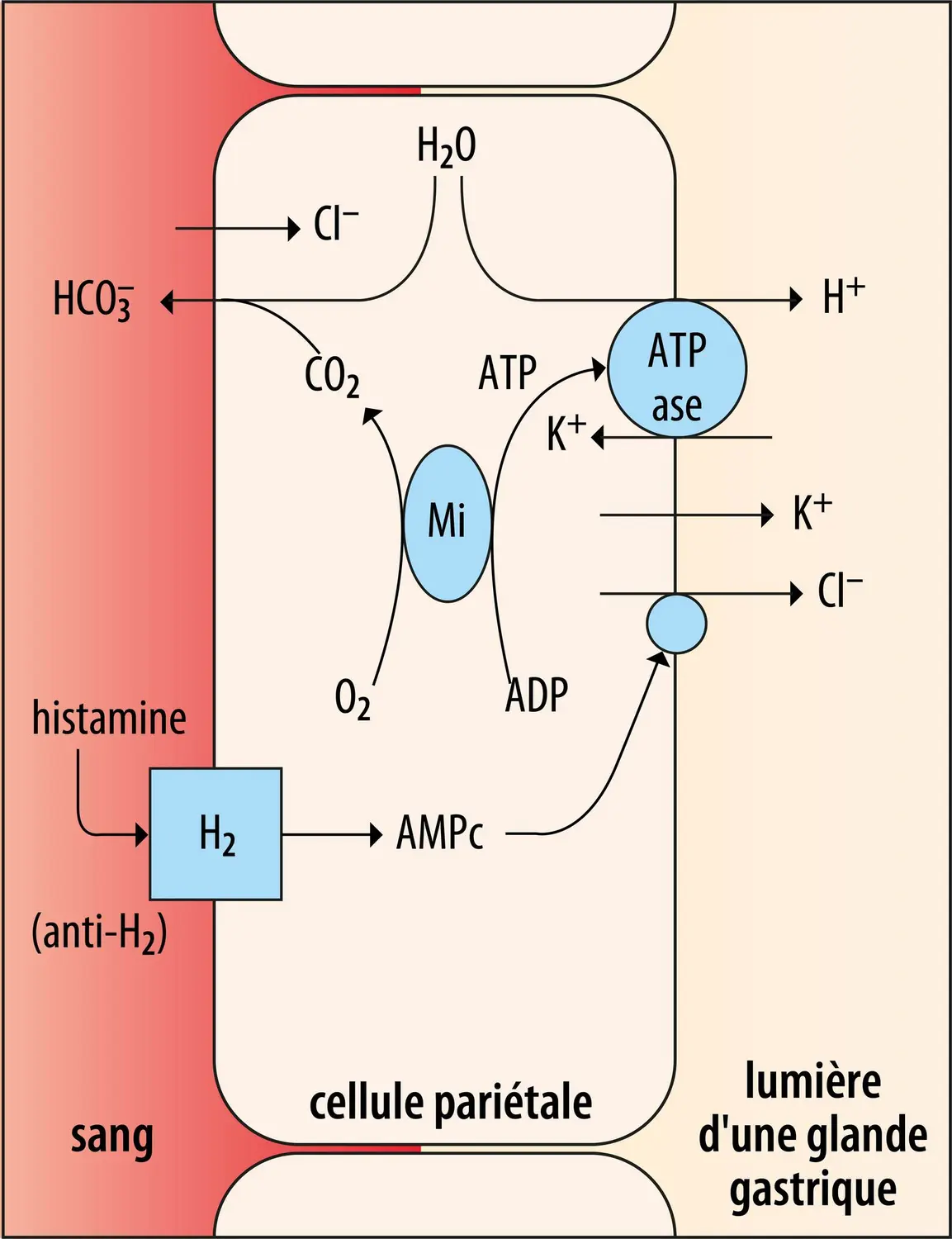 Processus d’acidification du contenu stomacal