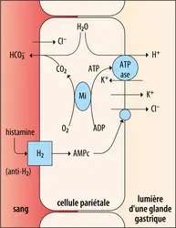Processus d’acidification du contenu stomacal - crédits : Encyclopædia Universalis France