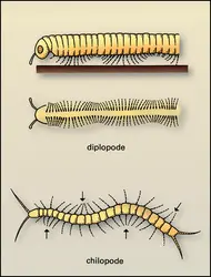 Locomotion des Myriapodes - crédits : Encyclopædia Universalis France