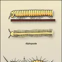 Locomotion des Myriapodes - crédits : Encyclopædia Universalis France