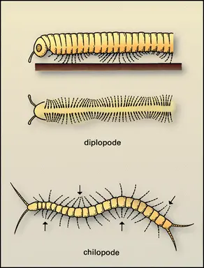 Locomotion des Myriapodes