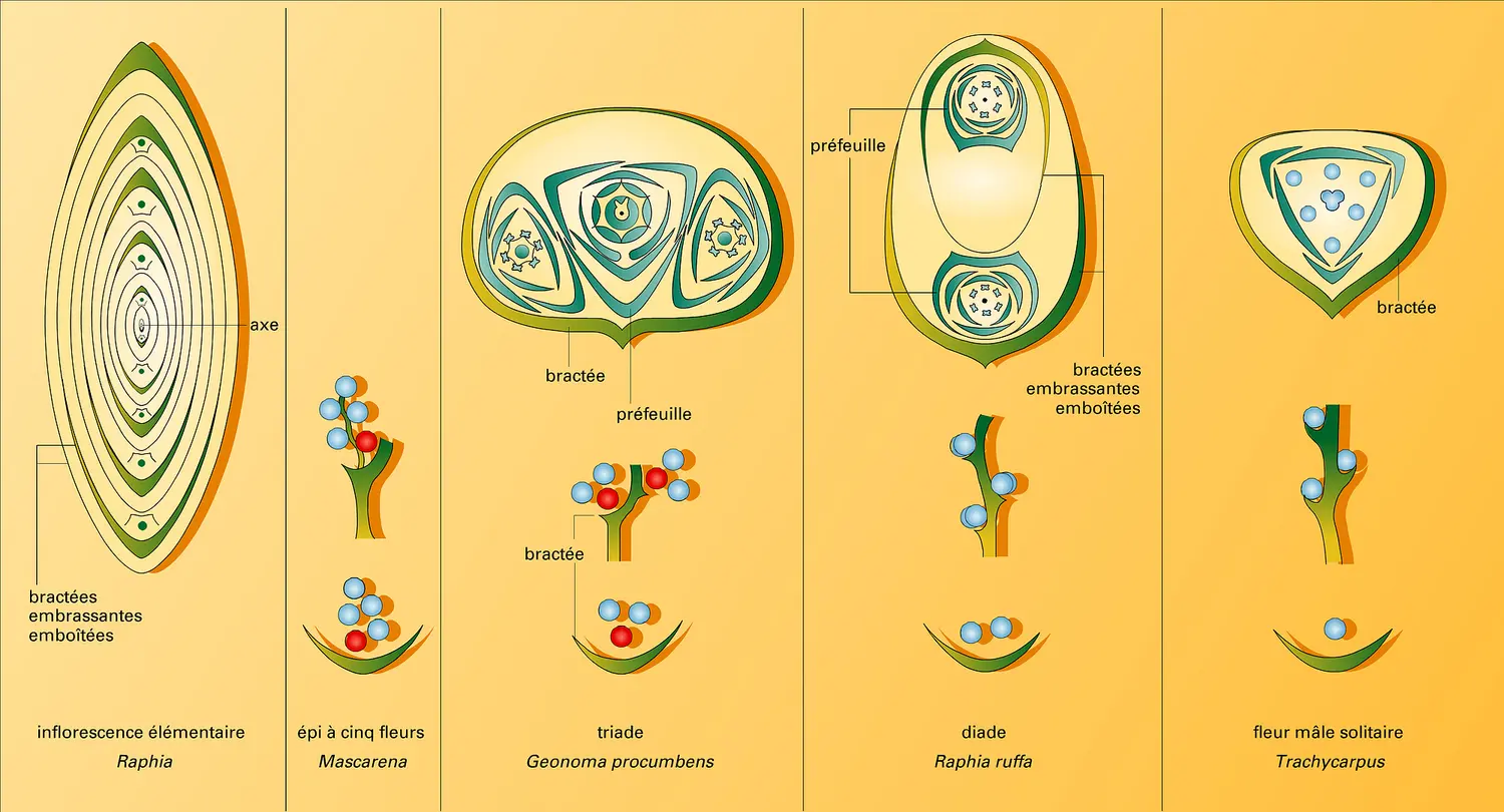 Réductions d'inflorescences et diagrammes floraux