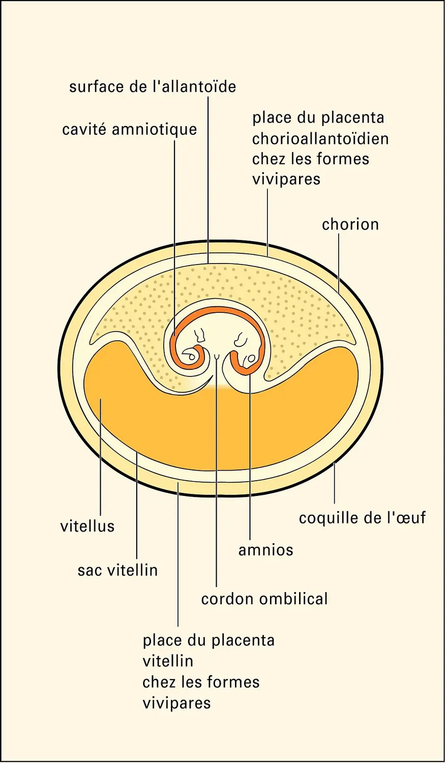 Reptile : œuf embryonné