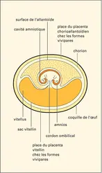 Reptile : œuf embryonné - crédits : Encyclopædia Universalis France