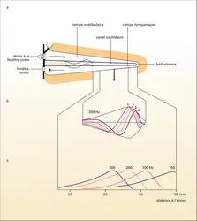Mécanique cochléaire - crédits : Encyclopædia Universalis France