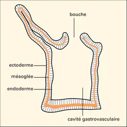 Cnidaire (coupe) - crédits : Encyclopædia Universalis France