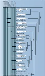 Élasmobranches : évolution - crédits : Encyclopædia Universalis France