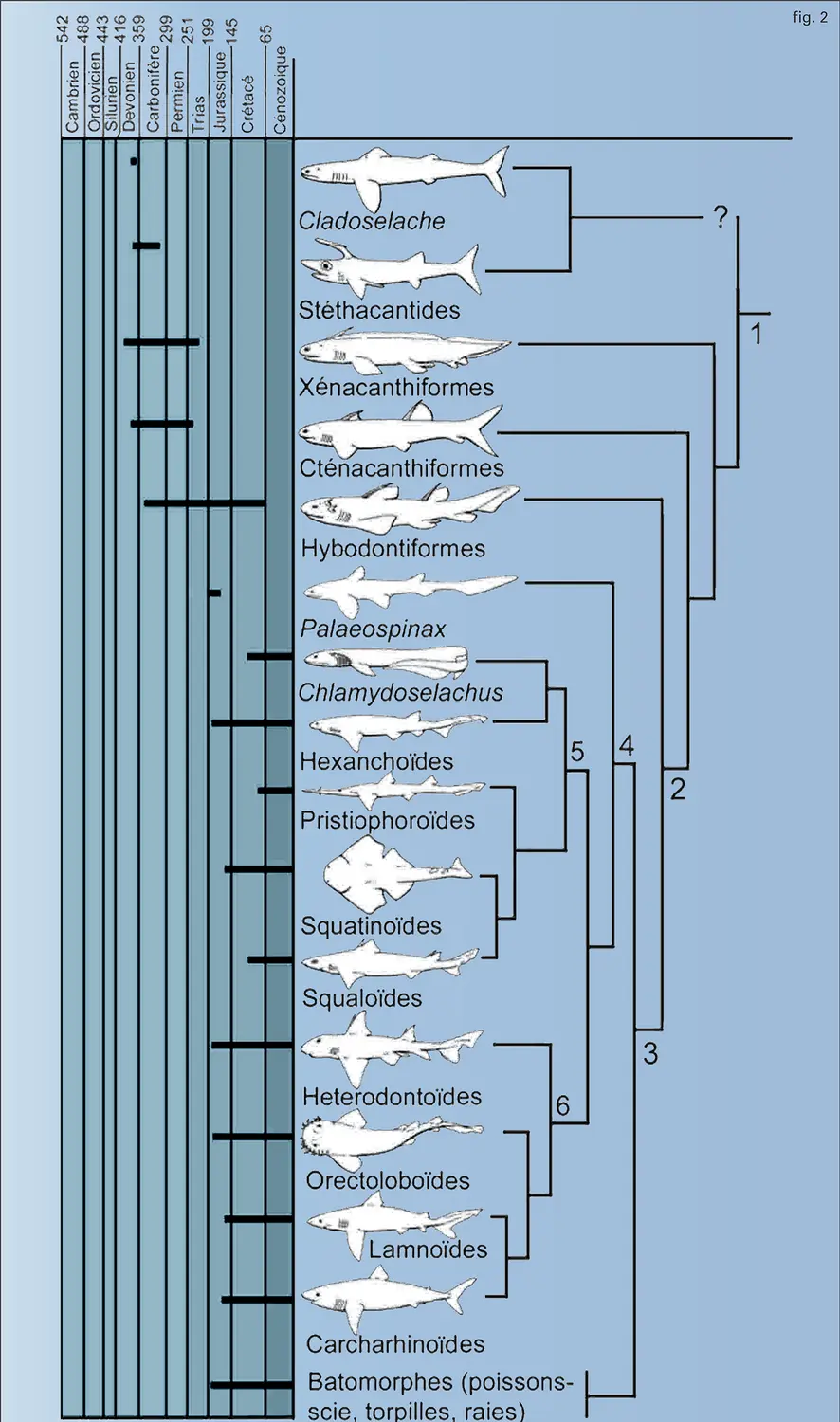 Élasmobranches : évolution