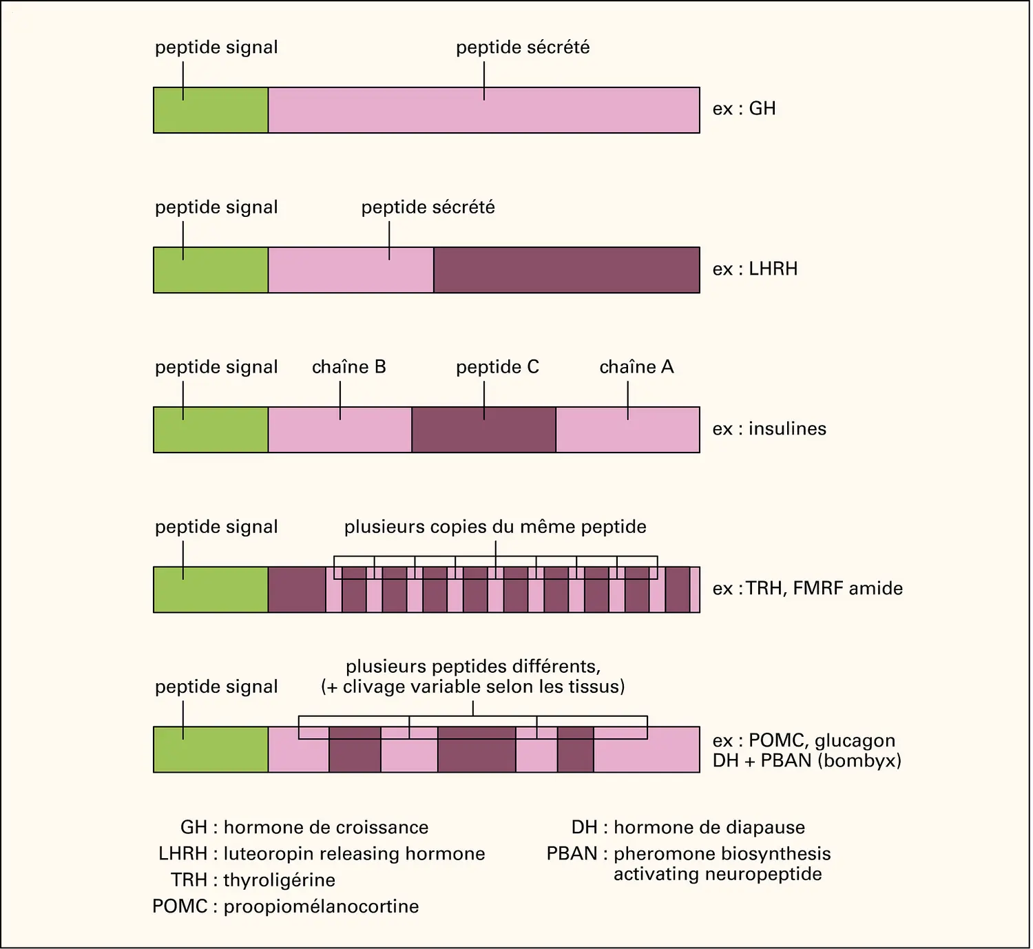 Peptides et système endocrinien