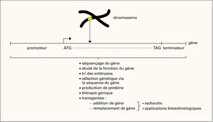 Gène : structure - crédits : Encyclopædia Universalis France