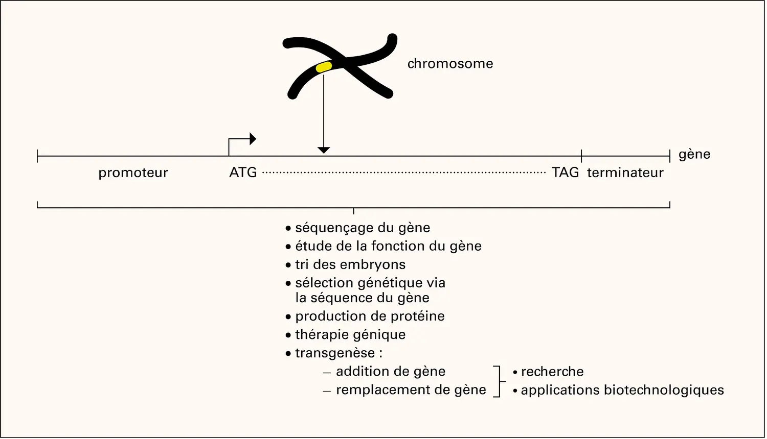 Gène : structure