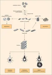 Mécanisme d'accumulation des protéines anormales dans le tissu nerveux - crédits : Encyclopædia Universalis France