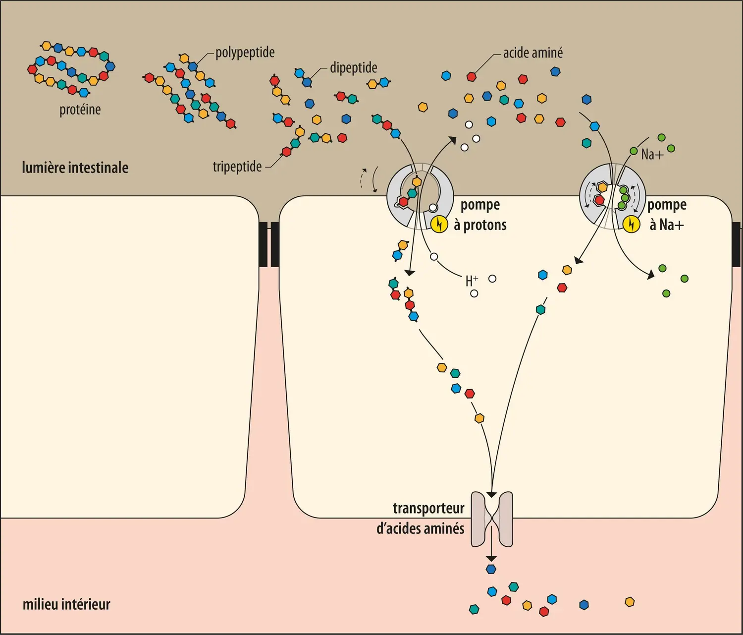 Absorption des acides aminés